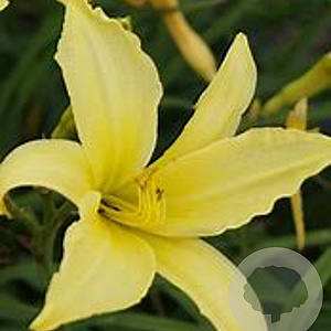 Hemerocallis 'Atlas' GM P9