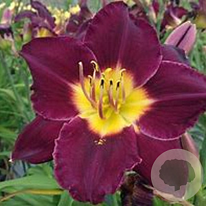 Hemerocallis 'Bela Lugosi' GM P9