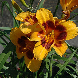 Hemerocallis 'Black Eyed Susan' GM P9