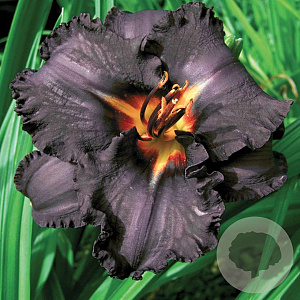 Hemerocallis 'Black Magic' GM P9