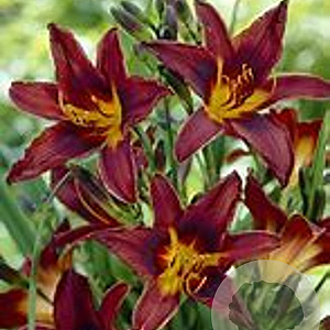 Hemerocallis 'Black Prince' GM P9
