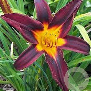 Hemerocallis 'Black Prince' GM P9