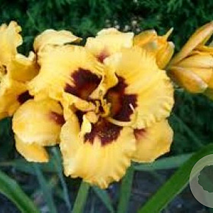 Hemerocallis 'Blackberry Candy' GM P9