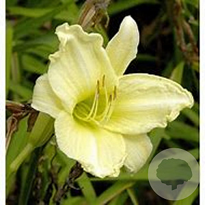 Hemerocallis 'Buried Treasure' GM P9