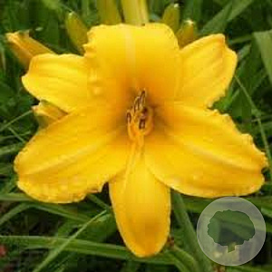 Hemerocallis 'Chicago Sunrise' GM P9