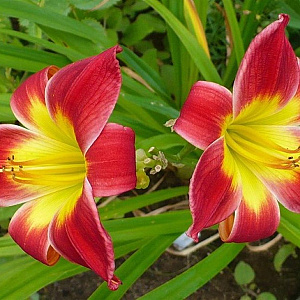 Hemerocallis 'Christmas Is' GM P9