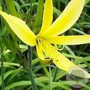 Hemerocallis citrina GM P9