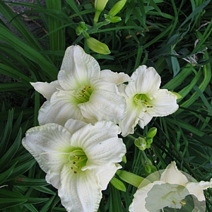 Hemerocallis 'Cool It' GM P9