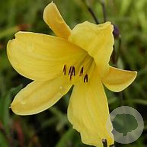 Hemerocallis 'Corky' GM P9