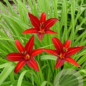 Hemerocallis 'Crimson Pirate' GM P9