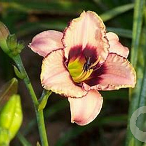 Hemerocallis 'Daring Dilemma' GM P9