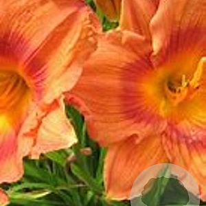 Hemerocallis 'Duke of Durham' GM P9