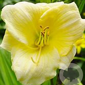 Hemerocallis 'Dutch Gold' GM P9