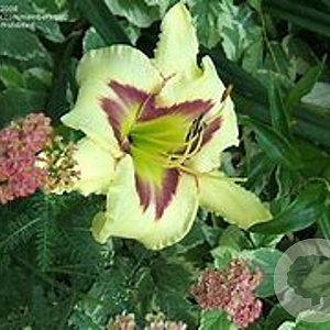 Hemerocallis 'El Desperado' GM P9