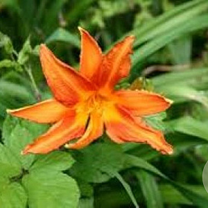 Hemerocallis Endurance Fandango GM P9