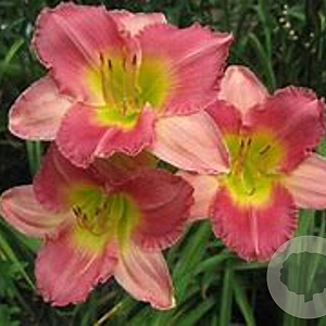 Hemerocallis 'Final Touch' gm p9