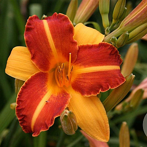 Hemerocallis 'Frans Hals' GM P9