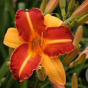 Hemerocallis 'Frans Hals' GM P9