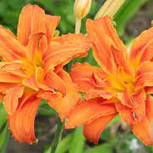 Hemerocallis fulva GM P9