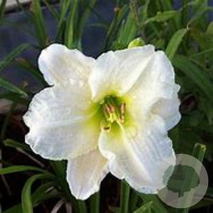 Hemerocallis 'Gentle Shepherd' GM P9