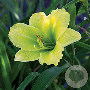 Hemerocallis 'Green Flutter' GM P9