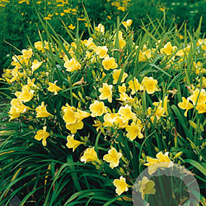 Hemerocallis 'Happy Returns' GM P9