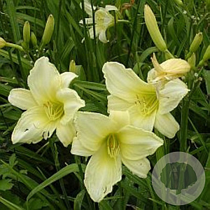 Hemerocallis 'Icecap' GM P9