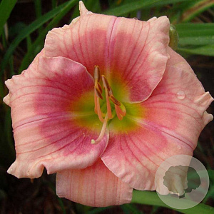 Hemerocallis 'Janice Brown' GM P9