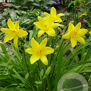 Hemerocallis lilioasphodelus GM P9