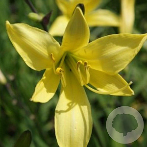 Hemerocallis lilioasphodelus GM P9