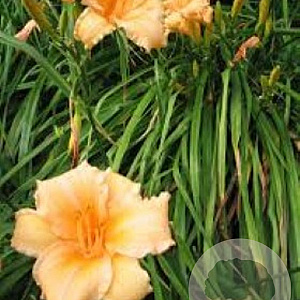 Hemerocallis 'Louise Manelis' GM P9