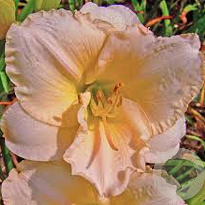 Hemerocallis 'Lullaby Baby' GM P9