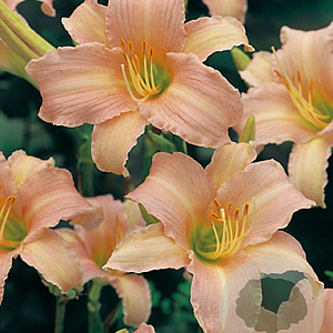 Hemerocallis 'Luxury Lace' GM P9