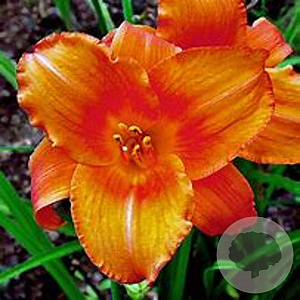Hemerocallis 'Mauna Loa' GM P9