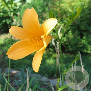 Hemerocallis middendorffii GM P9