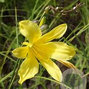 Hemerocallis minor GM P9