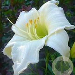 Hemerocallis 'Moon Madonna' GM P9