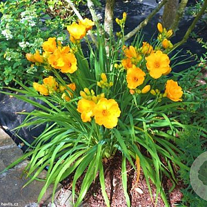 Hemerocallis 'Nugget' GM P9