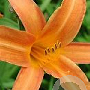 Hemerocallis 'Orangette' GM P9