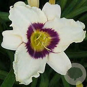 Hemerocallis 'Pandora's Box' GM P9