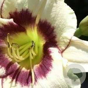 Hemerocallis 'Pandora's Box' GM P9