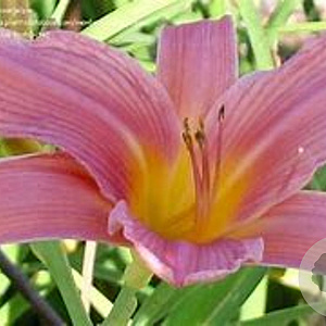 Hemerocallis 'Patricia Fay' GM P9