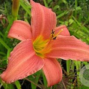 Hemerocallis 'Pink Charm' GM P9