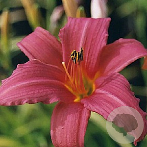 Hemerocallis 'Pink Damask' GM P9