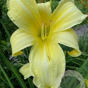 Hemerocallis 'Prairie Moonlight' GM P9