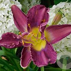 Hemerocallis 'Princess Blue Eyes' GM P9