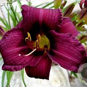 Hemerocallis 'Purple Rain' GM P9