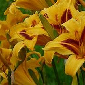 Hemerocallis 'Radiant' GM P9