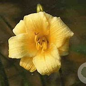 Hemerocallis 'Raindrop' GM P9