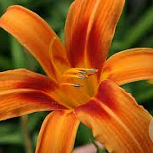 Hemerocallis 'Rajah' GM P9